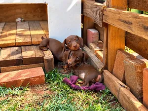1-3 Month Male Purebred Dachshund Puppies