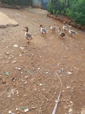 Jozi ya Ndege wa Kuku Wakubwa Wanauzwa