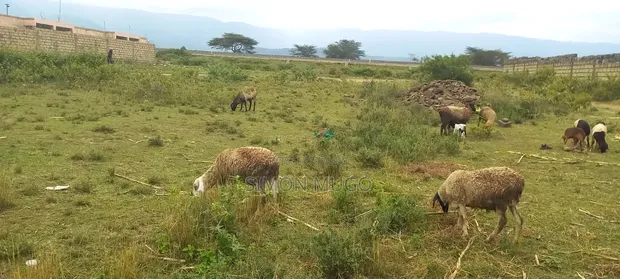 Mai Mahiu Prime 50x100 Plot Near Governors Senior School - 1