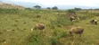 Mai Mahiu Prime 50x100 Plot Near Governors Senior School - 1