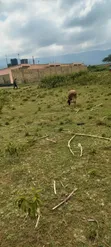 Mai Mahiu Prime 50x100 Plot Near Governors Senior School - 2