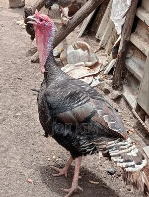 Male Turkey - Vaccinated, 10kg