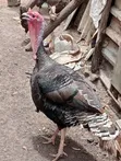 Kuku Mume - Amepewa Chanjo, 10kg - 1