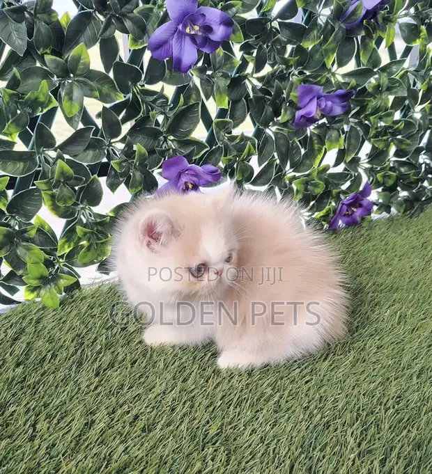 Female Purebred Persian Kitten (1-3 Months) - 1