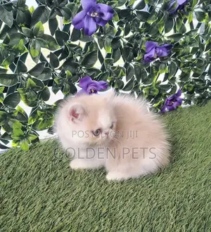 Female Purebred Persian Kitten (1-3 Months)