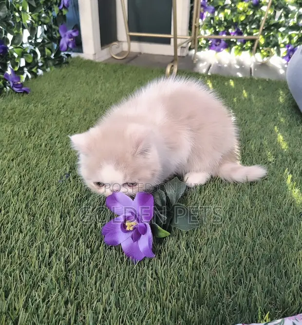 Purebred Persian Kitten - 1-3 Months Old - 1
