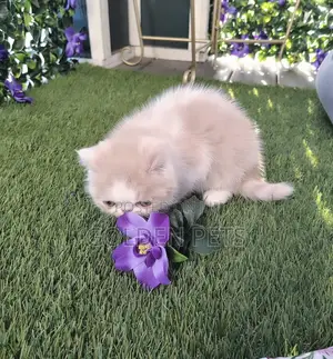 Purebred Persian Kitten - 1-3 Months Old