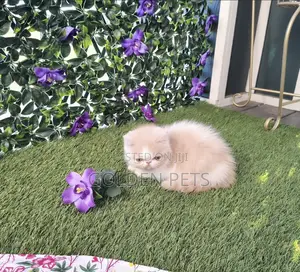 Purebred Persian Kitten - 1-3 Months Male