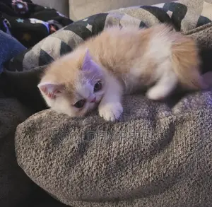 Purebred Persian Kitten - 1-3 Months Female