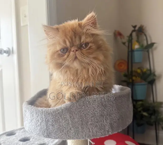 Female Purebred Persian Kitten (1-3 Months) - 1