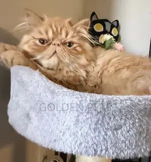 Purebred Persian Cat - 3-6 Months Female