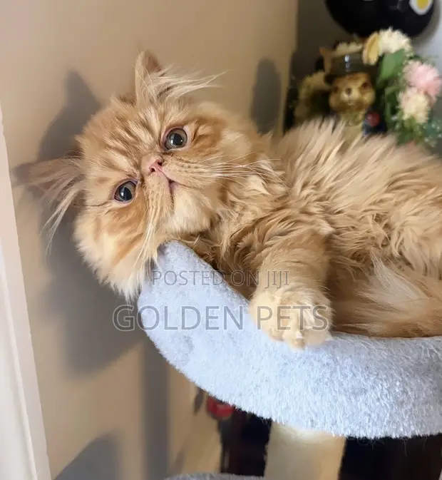 Purebred Persian Kitten - 1-3 Months Male - 1