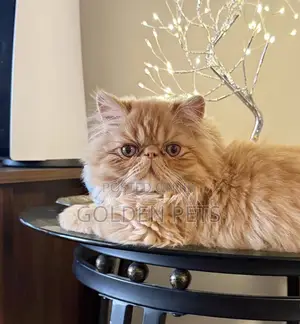Purebred Persian Kitten - 1-3 Months