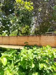 1/8 Acre Plot for Sale in Mvindeni, 500m from Tarmac - 4