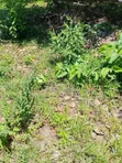 1/8 Acre Plot for Sale in Mvindeni, 500m from Tarmac - 5