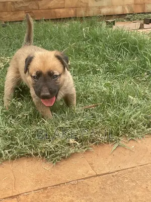 Purebred Belgian Malinois Puppies (1-3 Months)