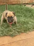 Vimbiwa vya Belgian Malinois (Miezi 1-3) - 1