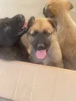 Vimbiwa vya Belgian Malinois (Miezi 1-3) - 2
