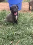 Vimbiwa vya Belgian Malinois (Miezi 1-3) - 3