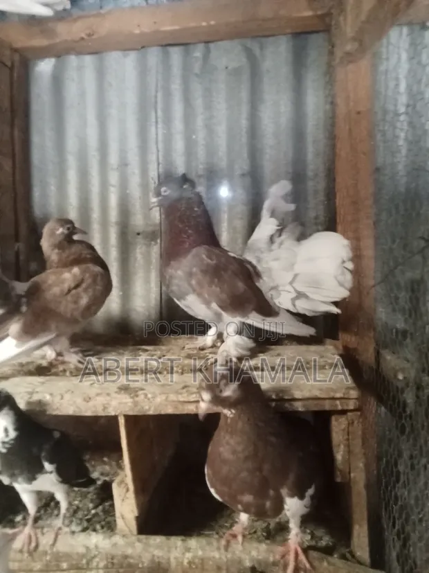 Ornamental Pigeons and Local Doves - 1