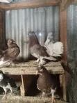 Ornamental Pigeons and Local Doves - 1