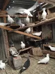 Ornamental Pigeons and Local Doves - 2