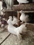 Ornamental Pigeons and Local Doves - 3