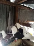 Ornamental Pigeons and Local Doves - 4