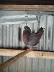 Ornamental Pigeons and Local Doves - 5