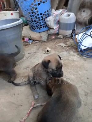 Purebred Belgian Malinois Puppies (1-3 Months)