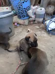Vibweta vya Belgian Malinois Safi (Miezi 1-3) - 1