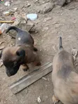 Vibweta vya Belgian Malinois Safi (Miezi 1-3) - 3