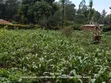 Eneo la Matumizi Mbalimbali Linauzwa Kitutu Central - 4
