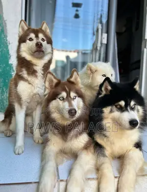 3-6 Month Female Purebred Siberian Husky Puppy