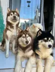 3-6 Month Female Purebred Siberian Husky Puppy - 1