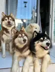 3-6 Month Female Purebred Siberian Husky Puppy - 2