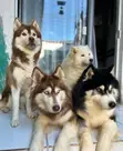 3-6 Month Female Purebred Siberian Husky Puppy - 3