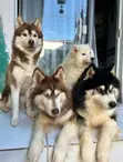 3-6 Month Female Purebred Siberian Husky Puppy - 4