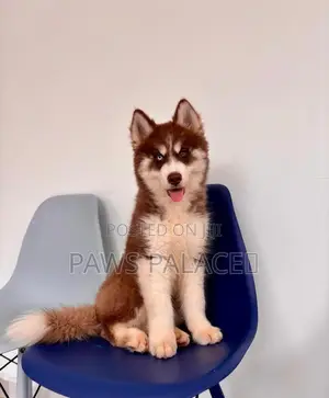 Mtoto wa Mbwa wa Siberian Husky Safi - Kike, Miezi 3-6