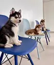 Mtoto wa Mbwa wa Siberian Husky Safi - Kike, Miezi 3-6 - 2