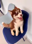 Mtoto wa Mbwa wa Siberian Husky Safi - Kike, Miezi 3-6 - 3