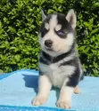 Mtoto wa Mbwa wa Siberian Husky Safi - Kike, Miezi 3-6 - 4