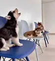 Mtoto wa Mbwa wa Siberian Husky Safi - Kike, Miezi 3-6 - 5