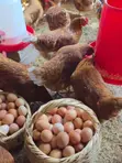 Mayai Safi ya Kuku kwa Jumla - 1