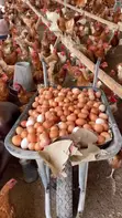 Mayai Safi ya Kuku kwa Jumla - 2