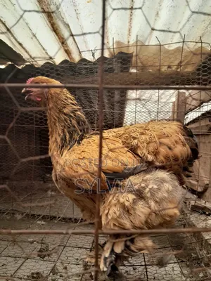 Golden Buff Brahma Chicken - 16 Months Old
