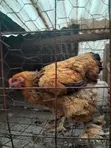 Golden Buff Brahma Chicken - 16 Months Old - 2