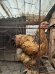 Golden Buff Brahma Chicken - 16 Months Old - 3