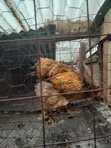 Golden Buff Brahma Chicken - 16 Months Old - 4