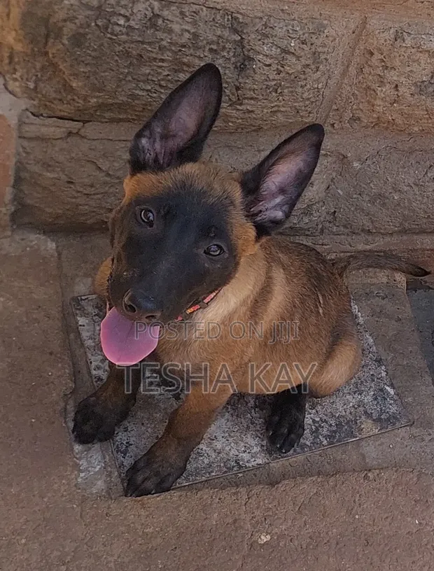 Belgian Malinois Mwenye Safi Kike, Miezi 3-6 - 1